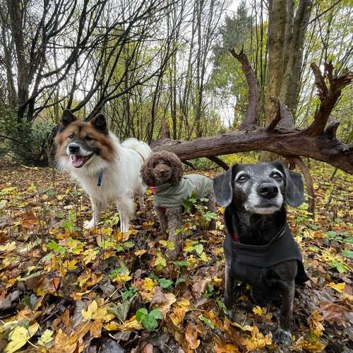 Hundeauslaufgebiet-Entdeckerpfoten-Bild