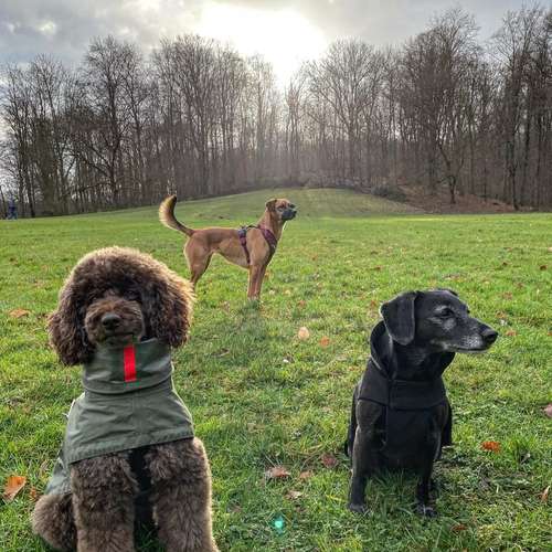 Hundeauslaufgebiet-Entdeckerpfoten-Bild