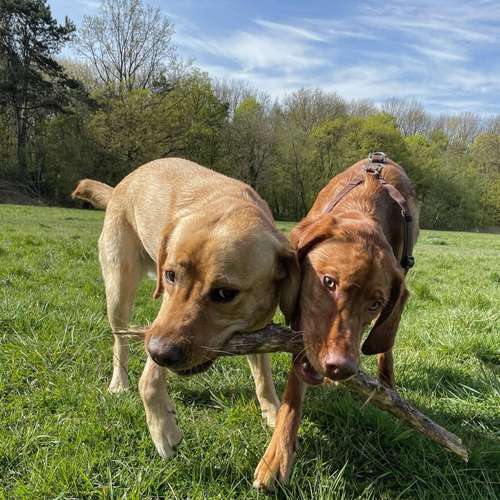 Hundeauslaufgebiet-Entdeckerpfoten-Bild
