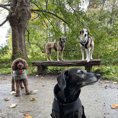 Hundeauslaufgebiet-Entdeckerpfoten-Bild