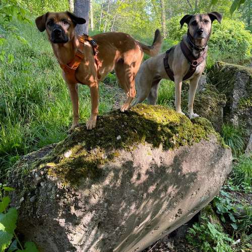 Hundeauslaufgebiet-Entdeckerpfoten-Bild