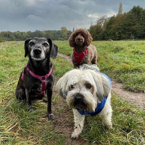 Hundeauslaufgebiet-Entdeckerpfoten-Bild