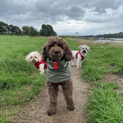 Hundeauslaufgebiet-Entdeckerpfoten-Bild