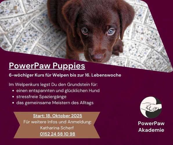 Hundeauslaufgebiet-PowerPaw Akademie-Bild