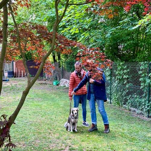 Hundeauslaufgebiet-Hundeschule Gabi Brühlmeier-Bild