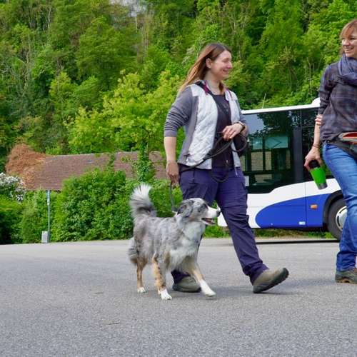 Hundeauslaufgebiet-Hundeschule Gabi Brühlmeier-Bild