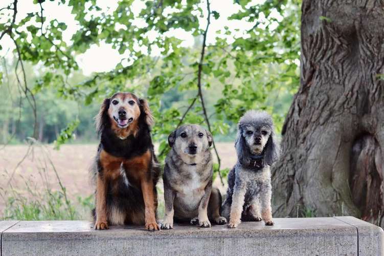 Hundeauslaufgebiet-Hundeverhaltensberatung Julia Heinze-Bild