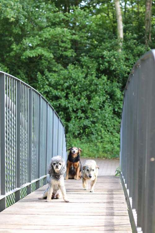 Hundeauslaufgebiet-Hundeverhaltensberatung Julia Heinze-Bild