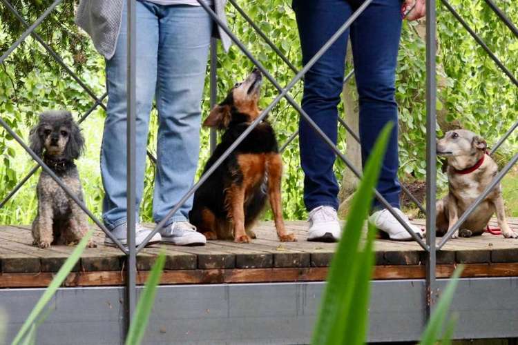 Hundeauslaufgebiet-Hundeverhaltensberatung Julia Heinze-Bild