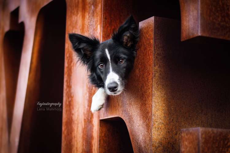 Hundeauslaufgebiet-Faytasticgraphy-Bild