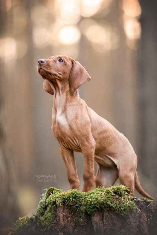 Hundeauslaufgebiet-Faytasticgraphy-Bild