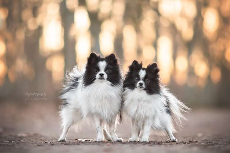 Hundeauslaufgebiet-Faytasticgraphy-Bild