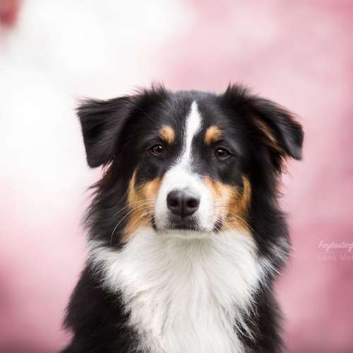 Hundeauslaufgebiet-Faytasticgraphy-Bild