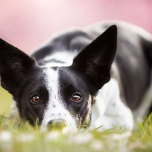 Hundeauslaufgebiet-Faytasticgraphy-Bild