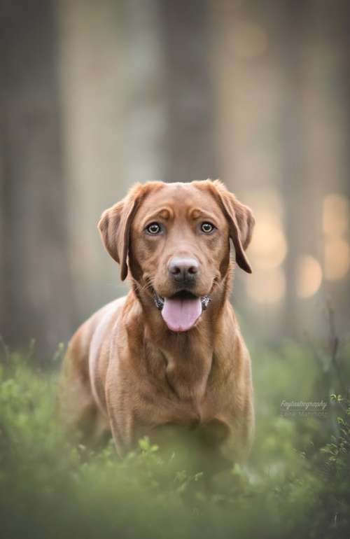 Hundeauslaufgebiet-Faytasticgraphy-Bild
