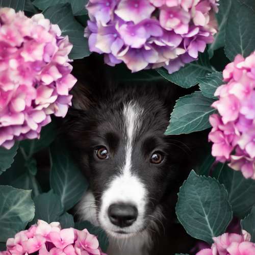 Hundeauslaufgebiet-Faytasticgraphy-Bild