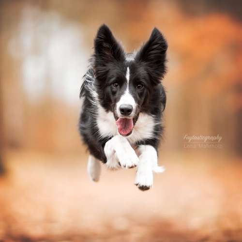 Hundeauslaufgebiet-Faytasticgraphy-Bild