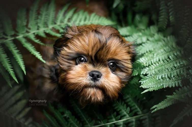 Hundeauslaufgebiet-Faytasticgraphy-Bild