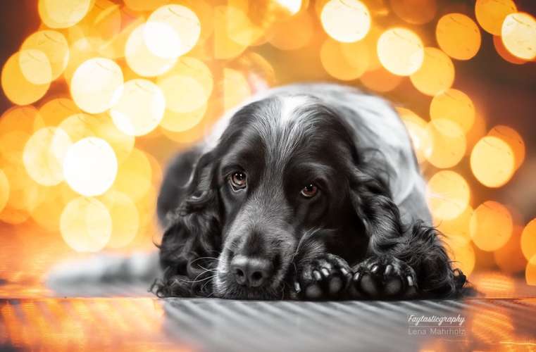 Hundeauslaufgebiet-Faytasticgraphy-Bild