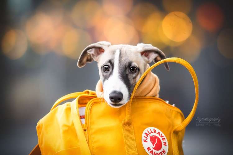 Hundeauslaufgebiet-Faytasticgraphy-Bild