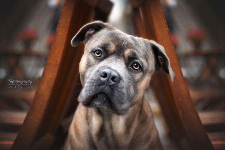 Hundeauslaufgebiet-Faytasticgraphy-Bild