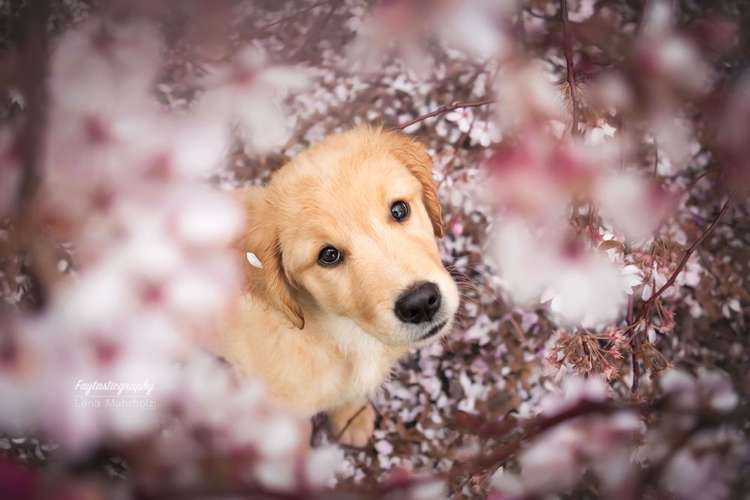 Hundeauslaufgebiet-Faytasticgraphy-Bild