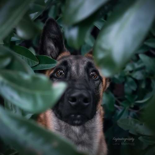 Hundeauslaufgebiet-Faytasticgraphy-Bild
