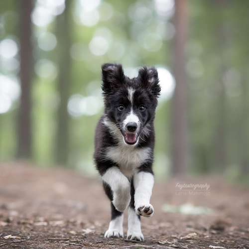 Hundeauslaufgebiet-Faytasticgraphy-Bild