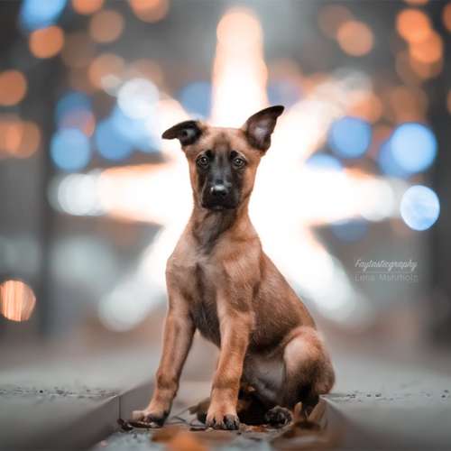 Hundeauslaufgebiet-Faytasticgraphy-Bild
