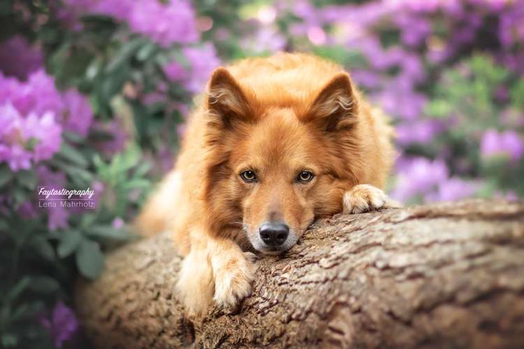 Hundeauslaufgebiet-Faytasticgraphy-Bild