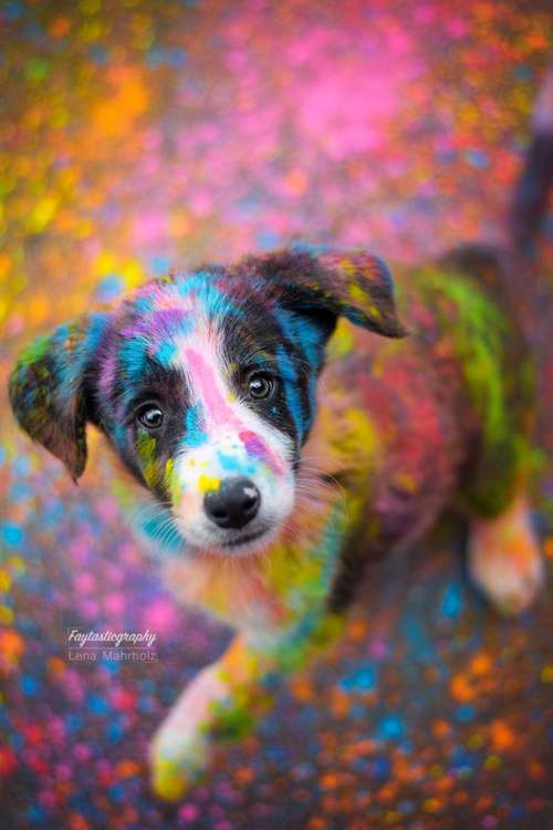 Hundeauslaufgebiet-Faytasticgraphy-Bild