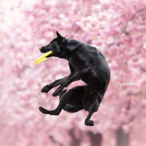 Hundeauslaufgebiet-Faytasticgraphy-Bild