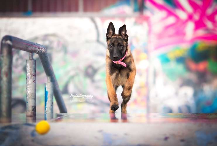 Hundeauslaufgebiet-Faytasticgraphy-Bild