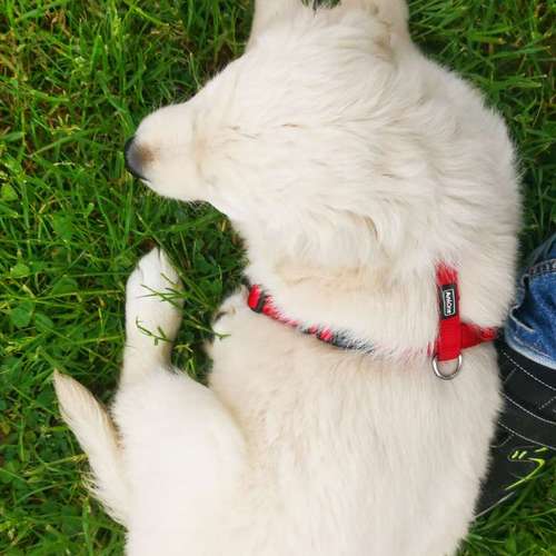 Hundeauslaufgebiet-Hundeschule Bello Fantastico-Bild