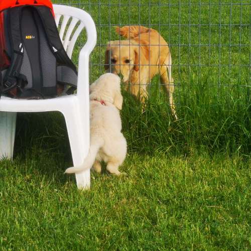 Hundeauslaufgebiet-Hundeschule Bello Fantastico-Bild