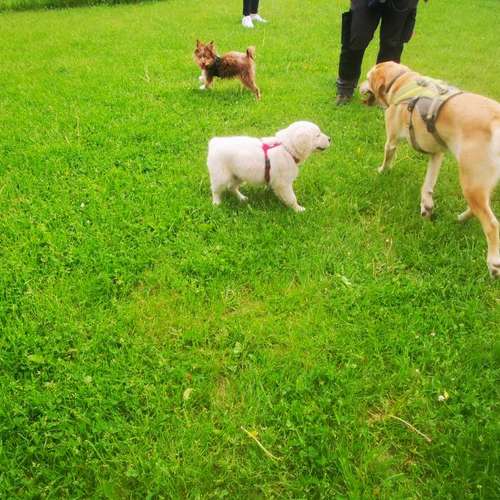 Hundeauslaufgebiet-Hundeschule Bello Fantastico-Bild