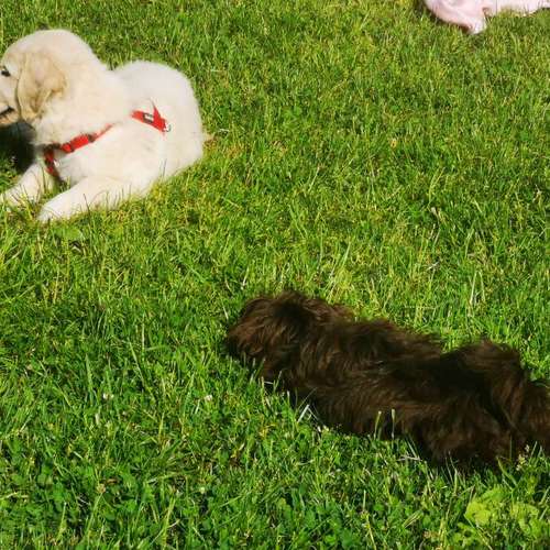 Hundeauslaufgebiet-Hundeschule Bello Fantastico-Bild