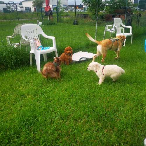 Hundeauslaufgebiet-Hundeschule Bello Fantastico-Bild