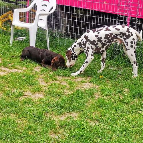 Hundeauslaufgebiet-Hundeschule Bello Fantastico-Bild