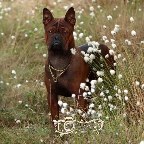 Hundeauslaufgebiet-Little Photo Moments by Katrin Kastner-Bild