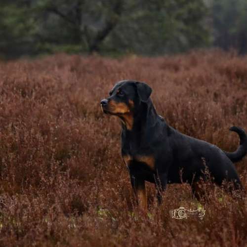 Hundeauslaufgebiet-Little Photo Moments by Katrin Kastner-Bild