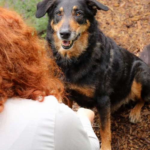 Hundeauslaufgebiet-Little Photo Moments by Katrin Kastner-Bild