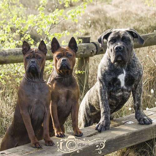 Hundeauslaufgebiet-Little Photo Moments by Katrin Kastner-Bild