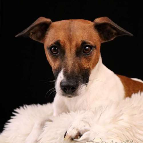 Hundeauslaufgebiet-Little Photo Moments by Katrin Kastner-Bild
