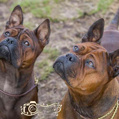 Hundeauslaufgebiet-Little Photo Moments by Katrin Kastner-Bild