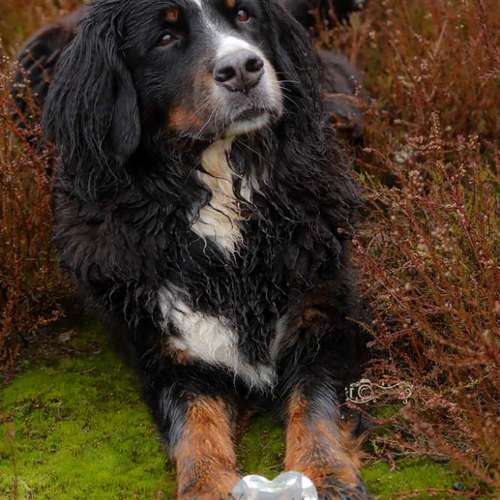 Hundeauslaufgebiet-Little Photo Moments by Katrin Kastner-Bild