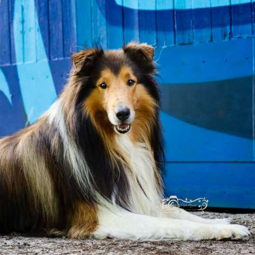 Hundeauslaufgebiet-Little Photo Moments by Katrin Kastner-Bild