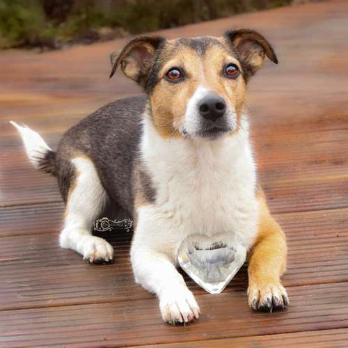 Hundeauslaufgebiet-Little Photo Moments by Katrin Kastner-Bild
