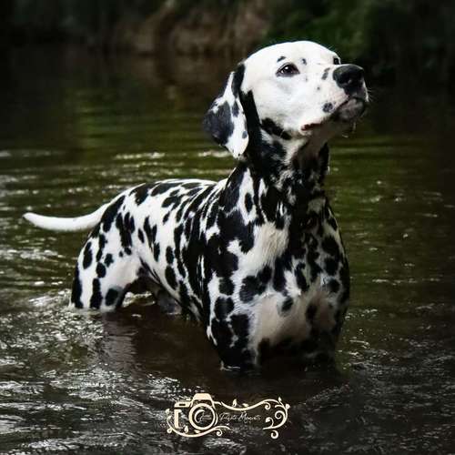 Hundeauslaufgebiet-Little Photo Moments by Katrin Kastner-Bild