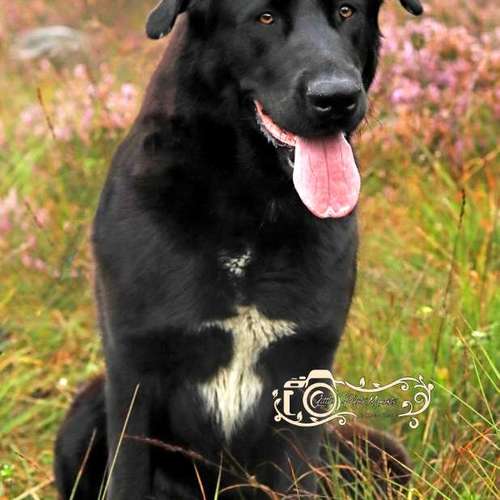 Hundeauslaufgebiet-Little Photo Moments by Katrin Kastner-Bild